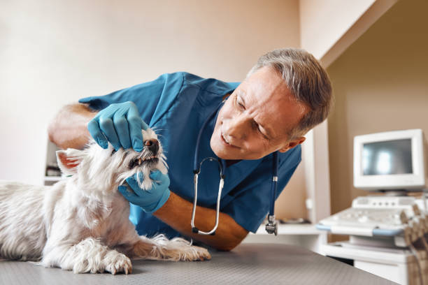 Best Same-Day Emergency Dentist in Wallace, ID